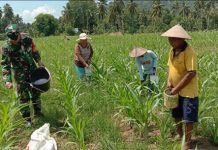 Semangat Ketahanan Pangan, Babinsa dan Petani Kompak Rawat Lahan Jagung Semangat Ketahanan Pangan, Babinsa dan Petani Kompak Rawat Lahan Jagung