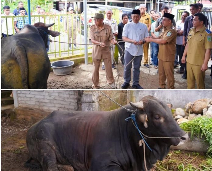 Bupati dan Wabup Bolmong Antar Langsung Bantuan Sapi Kurban Presiden RI ke Desa Pangian Barat