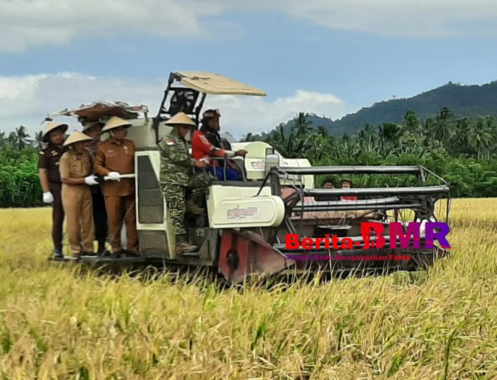 Sekda Bolmong Dampingi Pangdam XIII/Merdeka Panen Raya Padi di Tapadaka Timur